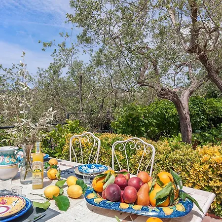 Alfonsina فيلة Torca